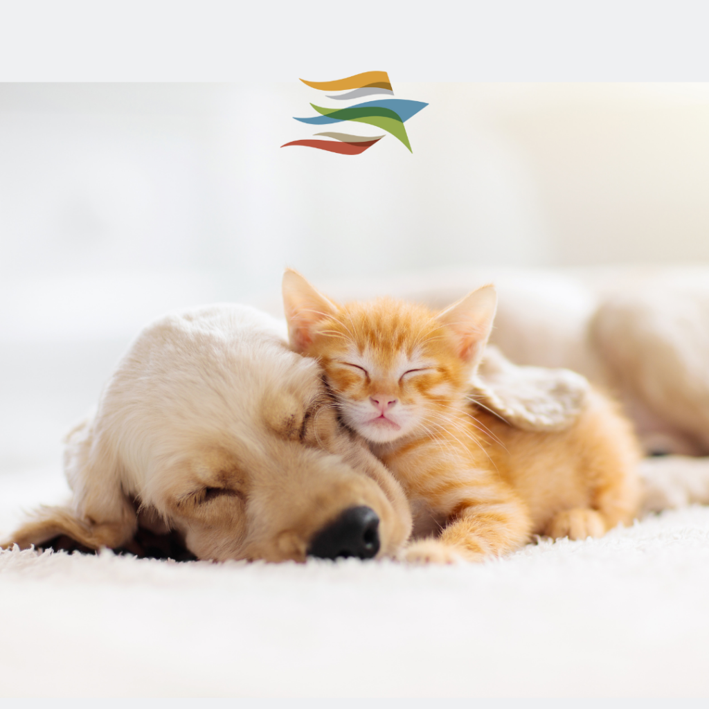 animals blog