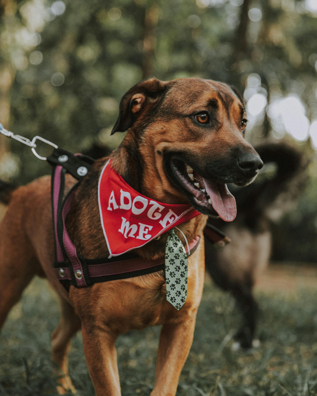 CFT Presents North Texas Gives to Animals
